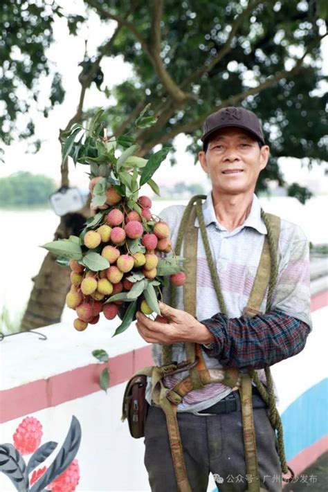 百年荔枝|南沙 